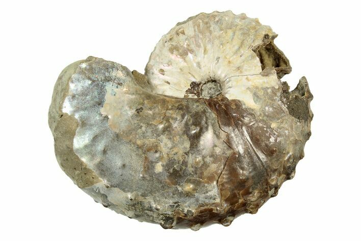 Cretaceous Fossil Ammonite (Discoscaphites) - South Dakota #242532